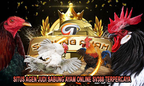 Situs Agen Judi Sabung Ayam Online SV388 Terpercaya